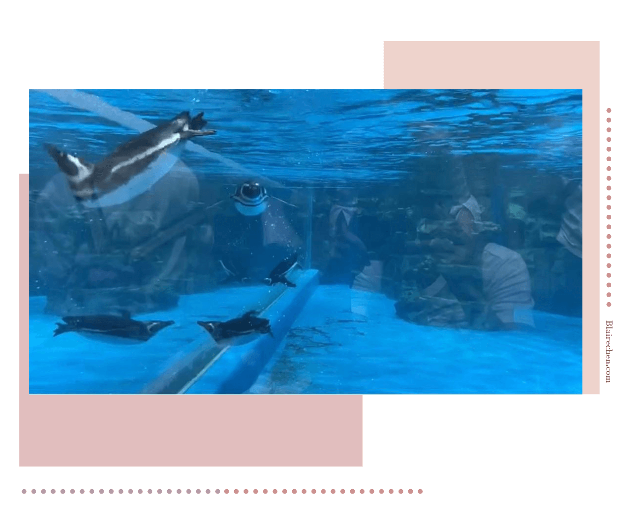 【桃園Xpark水族館】｜八景島水族館XPARK水生公園開幕！門票預購、交通位置、全區必拍最美打卡點攻略，等你來！